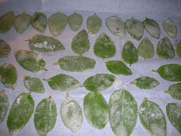 Peppermint leaves covered with egg white and sugar, ready for the oven